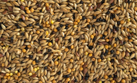 Canary Mix WACGP 1kg