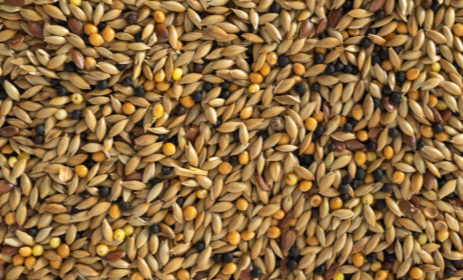 Canary Mix WACGP 1kg